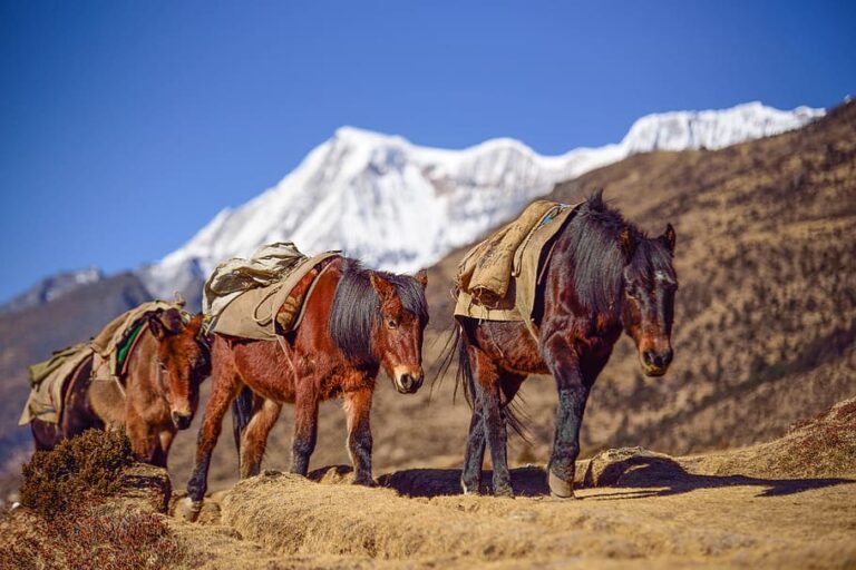 bhutan-mountain-horse-altitude